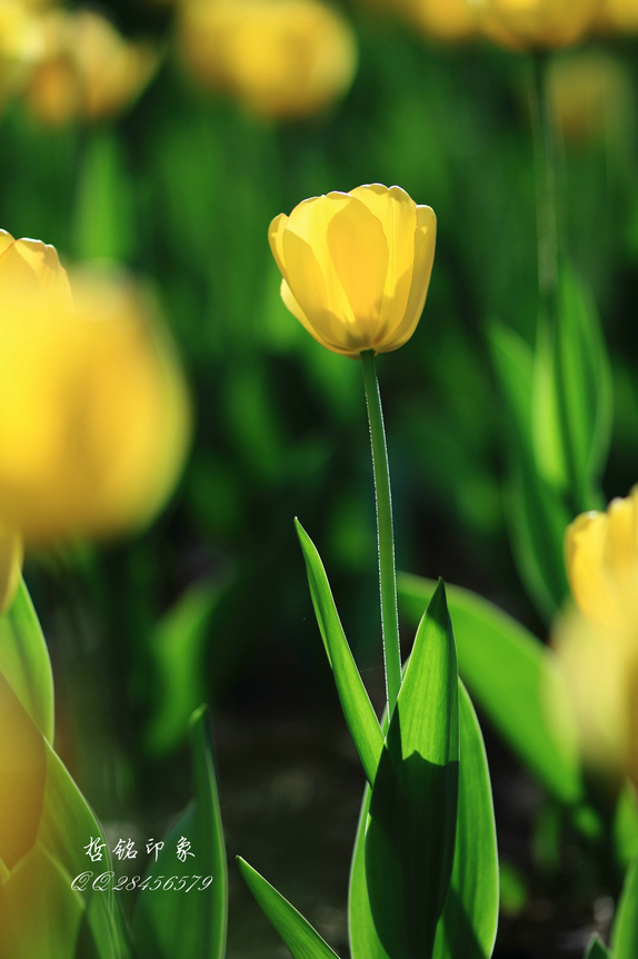 郁金香DPP_046.JPG