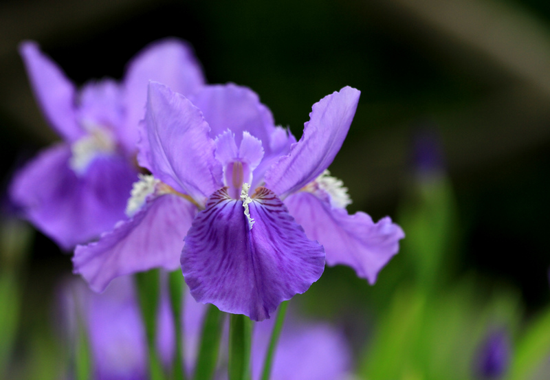 五拍牡丹 162.jpg