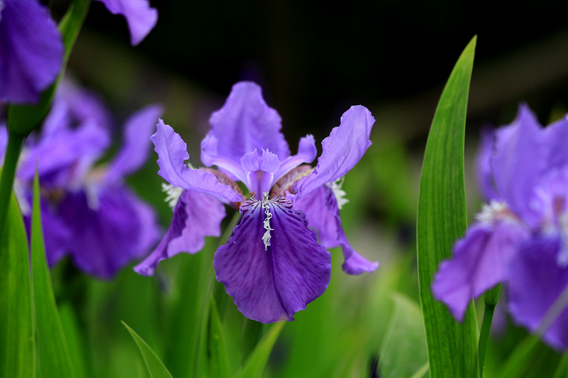 五拍牡丹 164.jpg