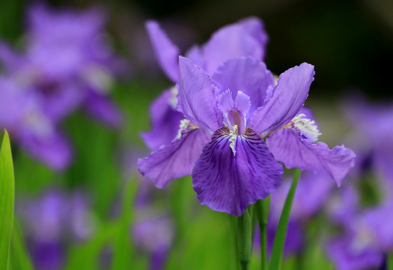 五拍牡丹 166.jpg