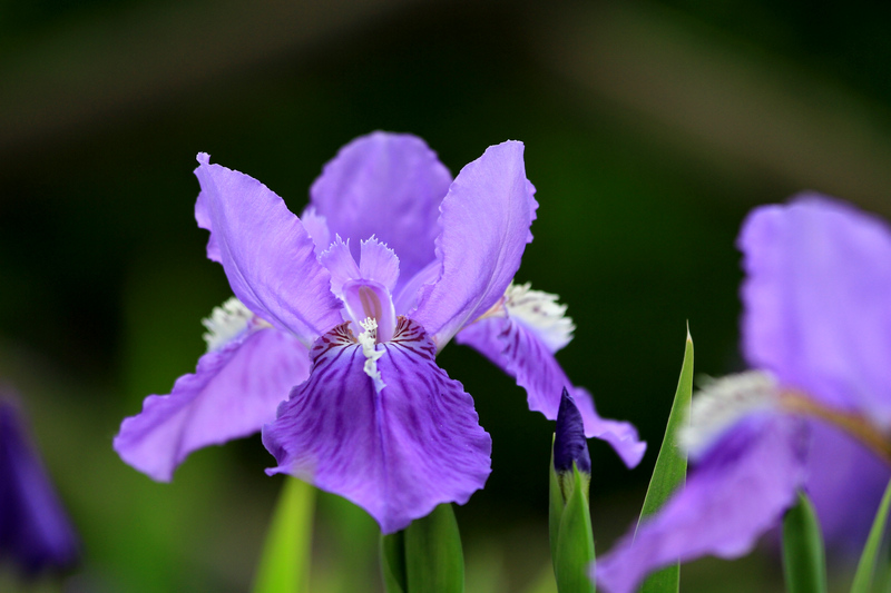 五拍牡丹 170.jpg