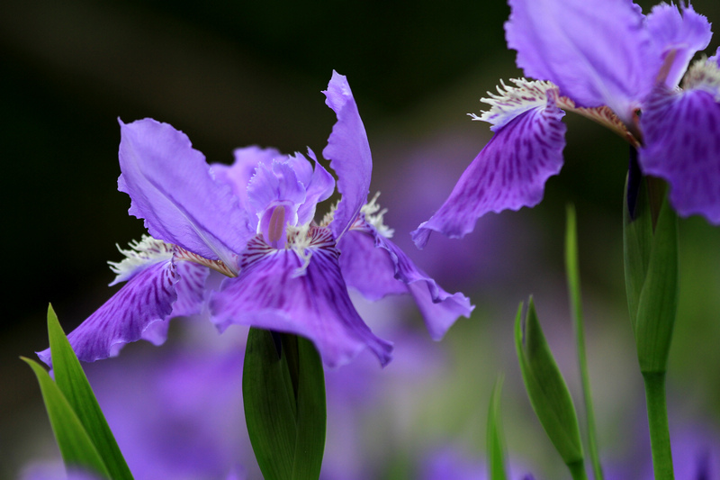 五拍牡丹 171.jpg