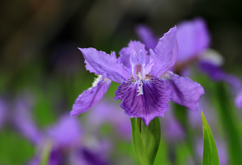 五拍牡丹 175.jpg