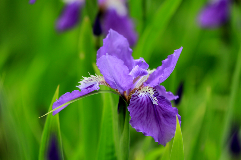 五拍牡丹 179.jpg