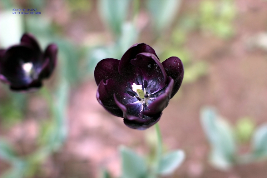 nEO_IMG_0419 50L.135L 郁金香采风32.jpg