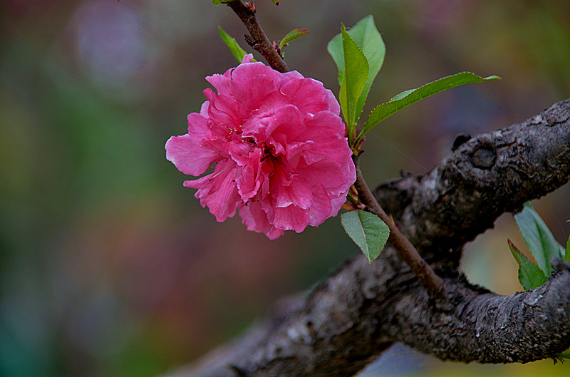 照片 002_副本.jpg