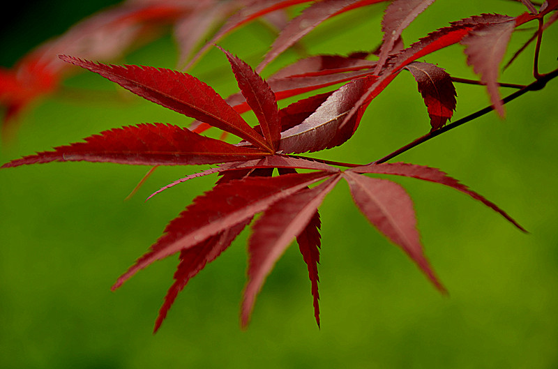 照片 007_副本.jpg