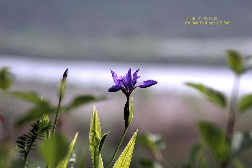 nEO_IMG_100L VS 135L12.jpg