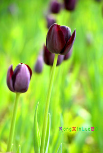 _DSC0803.JPG 拷贝.jpg