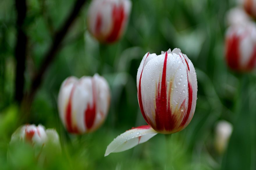 修饰片c (360).jpg