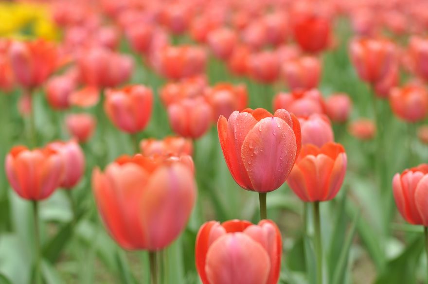 兴庆宫交大随拍 (64).jpg