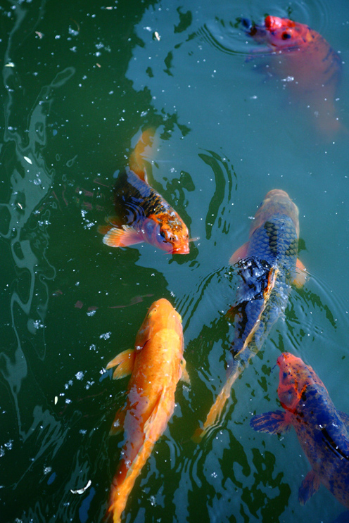 DPP_0008.JPG