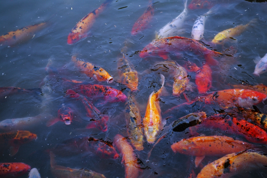 DPP_0010.JPG