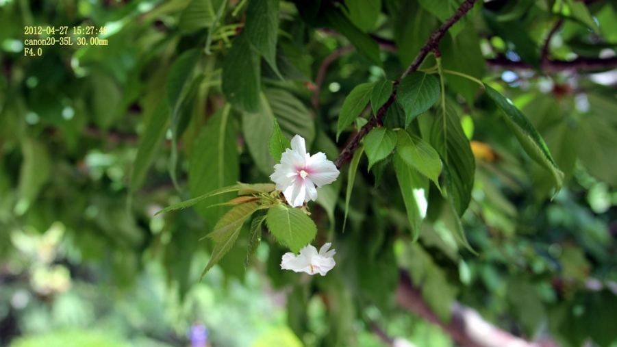 nEO_IMG_600d-2035L 042702.jpg