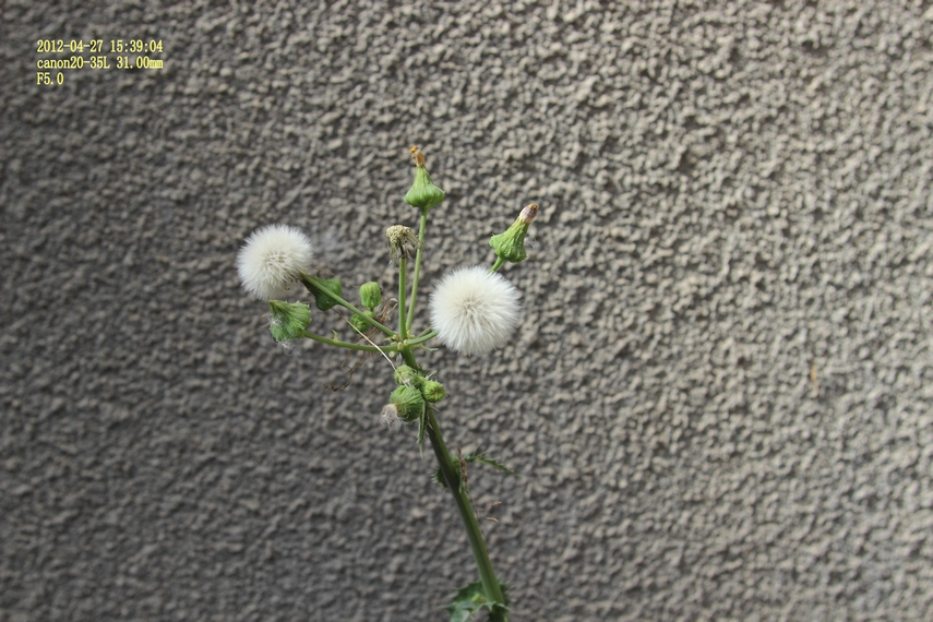 nEO_IMG_600d-2035L 042710.jpg