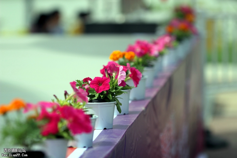 600d 0428世园会97.JPG