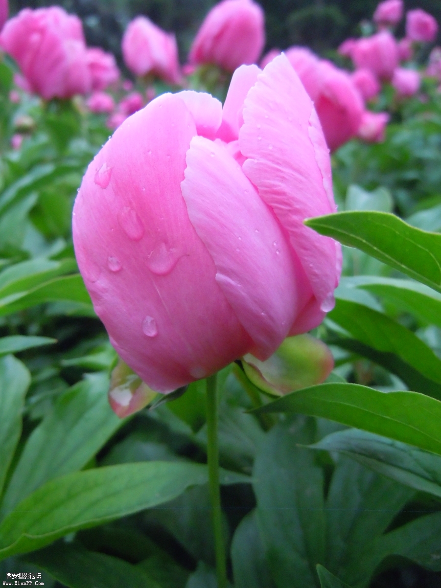 照片 036.jpg
