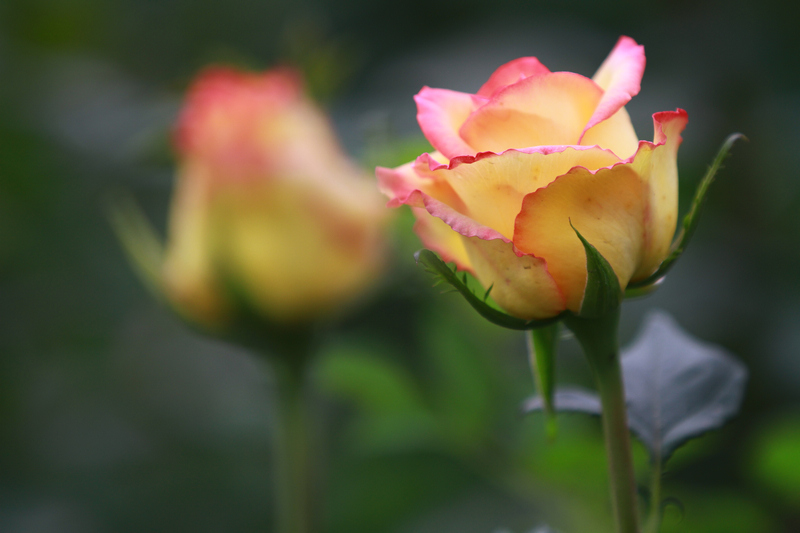 李志鸿摄影作品 056.jpg