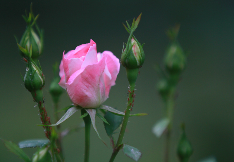 李志鸿摄影作品 095.jpg