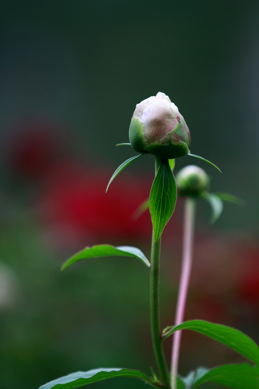 李志鸿摄影作品 100.jpg