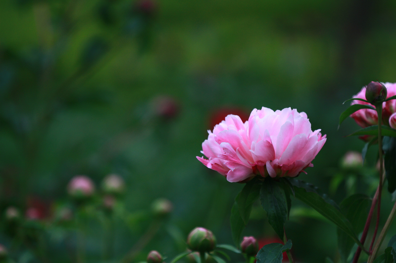 李志鸿摄影作品 111.jpg