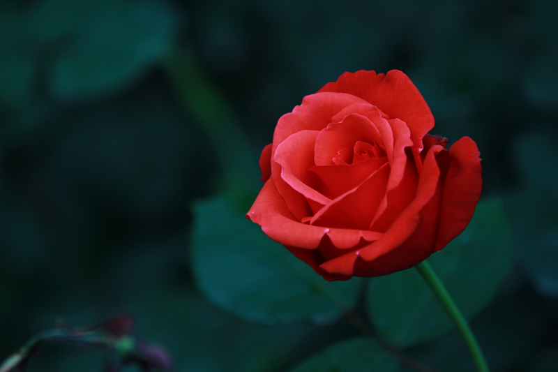 李志鸿摄影作品 152.jpg