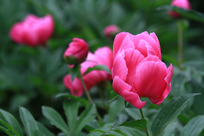 李志鸿摄影作品 162.jpg