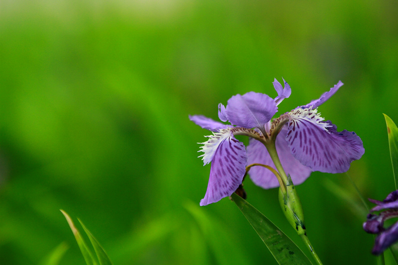 李志鸿摄影作品 171.jpg