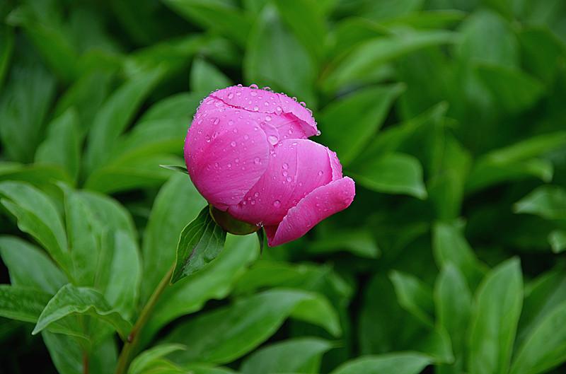 照片 025_副本.jpg