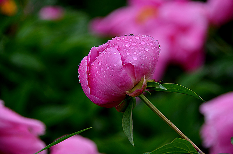 照片 047_副本.jpg