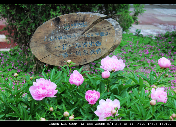 nEO_IMG_照片 494.jpg