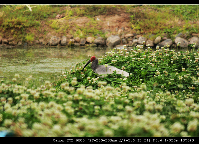 nEO_IMG_照片 509.jpg