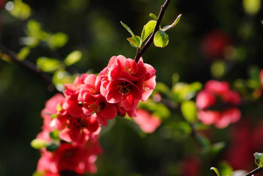 DSCF0491.JPG