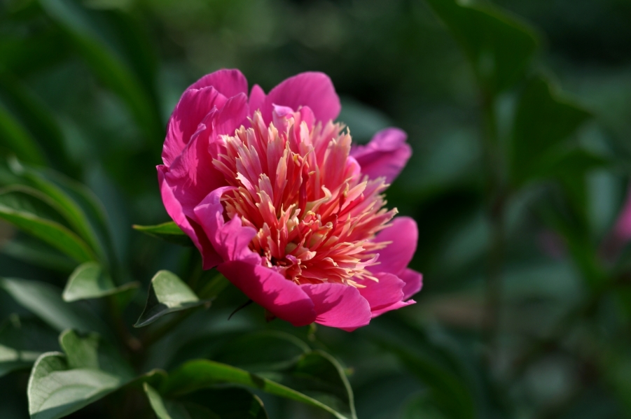 DSC_0644.JPG