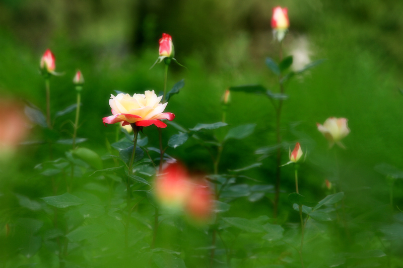 大峪与芍药 040.jpg