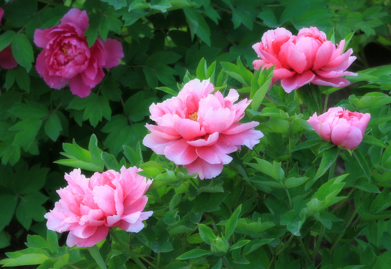 四拍牡丹 128.jpg