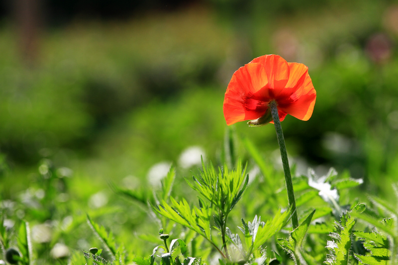 植物园拍摄 012.jpg