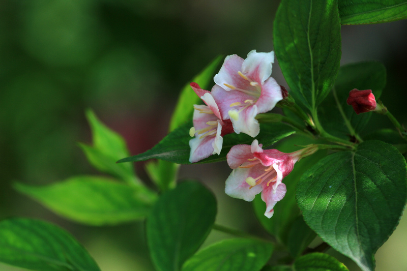 植物园拍摄 035.jpg