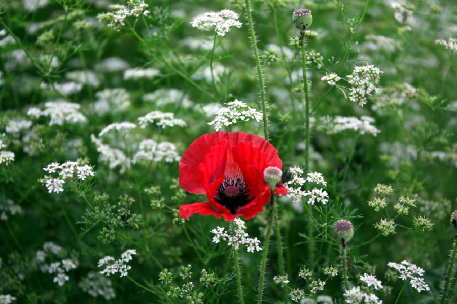 复件 万绿丛中一点红.jpg