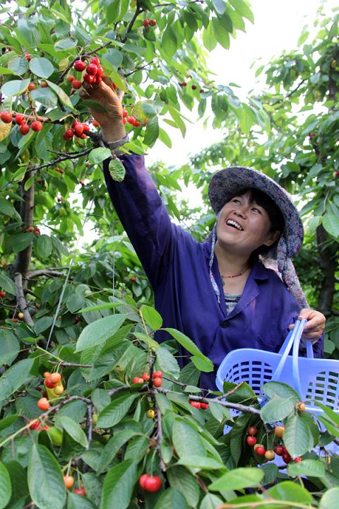 2樱桃红了的时候 (14).jpg