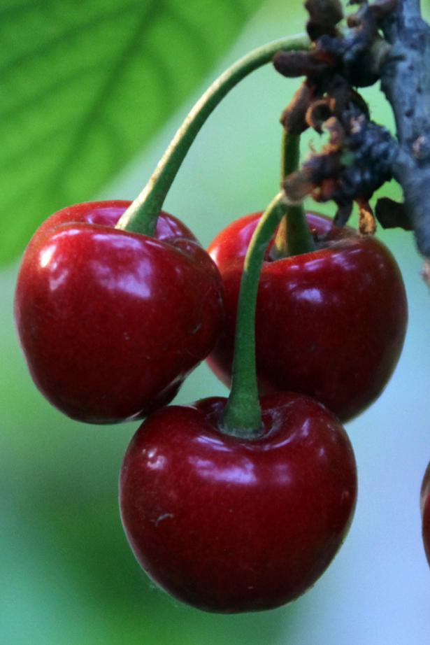 樱桃红了的时候 (3).jpg