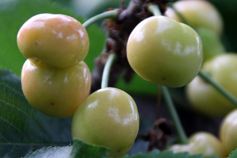 樱桃红了的时候 (6).jpg