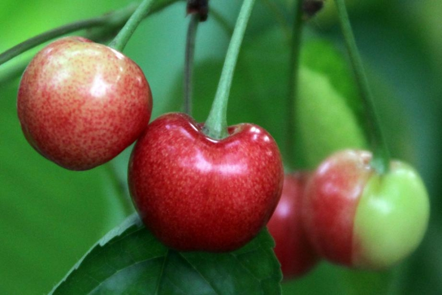 樱桃红了的时候 (7).jpg