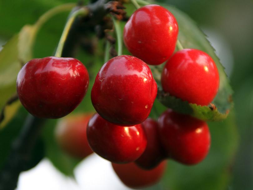 樱桃红了的时候 (15).jpg