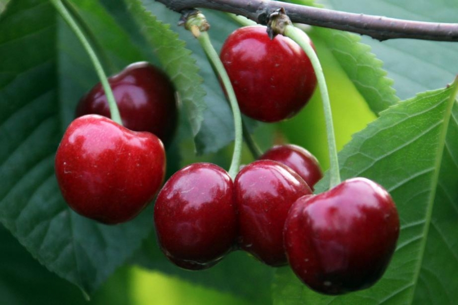 樱桃红了的时候 (16).jpg