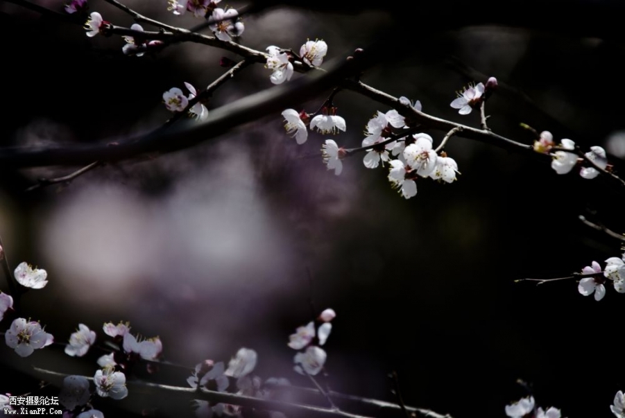 光影花仙子