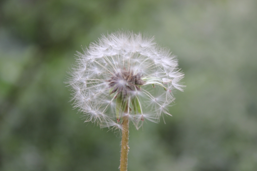 蒲公英