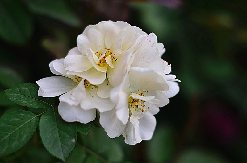 照片 029_副本.jpg