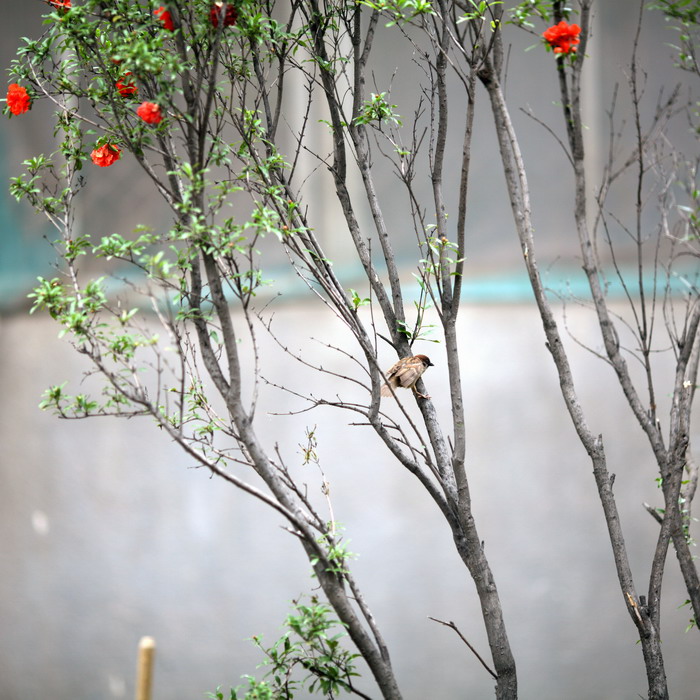 0522  雨后院子花卉363_调整大小.JPG