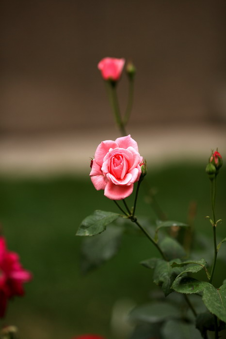 0522  雨后院子花卉365_调整大小.JPG